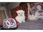 KJKG Maltese puppies for sale