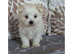 SDEER Maltese puppies for sale