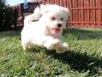 KGHJ Maltese puppies for sale