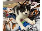 Miss Kitty Domestic Shorthair Kitten Female