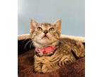 Pizza Hut Domestic Shorthair Kitten Female