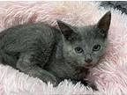 Hyacinth, Russian Blue For Adoption In Athens, Tennessee