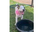 Riana King Precious Girl, American Pit Bull Terrier For Adoption In Provo, Utah
