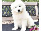 LKK Samoyed puppies