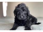 Labradoodle Puppy for sale in San Diego, CA, USA