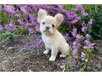 French Bulldog Puppy for sale in Canton, OH, USA