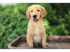 Golden Retriever Puppy for sale in Fort Wayne, IN, USA