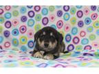 Mutt Puppy for sale in Cambridge, OH, USA