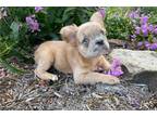 French Bulldog Puppy for sale in Canton, OH, USA