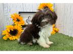 Havanese Puppy for sale in South Bend, IN, USA