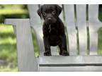 Labrador Retriever Puppy for sale in Orlando, FL, USA