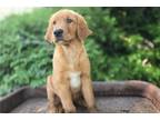 Golden Retriever Puppy for sale in Fort Wayne, IN, USA