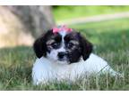 Zuchon Puppy for sale in Cambridge, OH, USA