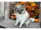 Pomeranian Puppy for sale in Fort Wayne, IN, USA