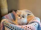 Gorgeous Exotic Short Hair Persian Kitten