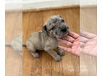 Presa Canario PUPPY FOR SALE ADN-809206 - Genghis and Lovely