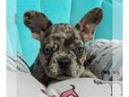 French Bulldog PUPPY FOR SALE ADN-809296 - AKC Mia Adorable Female French