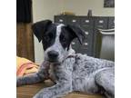 Adopt Birdie - Senatobia litter of 4 a Australian Cattle Dog / Blue Heeler