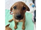 Adopt Clove a Mixed Breed