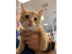 Valencia Domestic Shorthair Adult Female