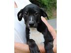 Puzzle 39919 Labrador Retriever Puppy Female