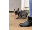 JHFD French Bulldog puppies for sale