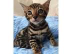 UTGF Bengal Kittens for sale