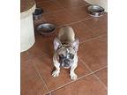 Bo French Bulldog Adult Male