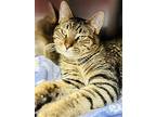 Horchata, Domestic Shorthair For Adoption In Jackson, New Jersey