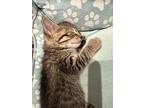 Tuna 2, Domestic Shorthair For Adoption In Middle Village, New York