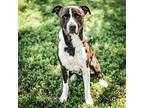 Nigel, American Pit Bull Terrier For Adoption In Merriam, Kansas
