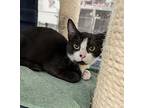 Itsy And Bitsy, American Shorthair For Adoption In West Palm Beach, Florida