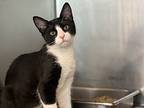 Lime, Domestic Shorthair For Adoption In Atlantic City, New Jersey