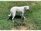 Dixie Pointer Adult Female