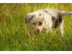 Australian Shepherd Puppy for sale in Charleston, WV, USA