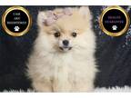 Pomeranian Puppy for sale in Fort Wayne, IN, USA