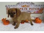 Cavalier King Charles Spaniel Puppy for sale in Springfield, MO, USA