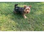 Yorkshire Terrier Puppy for sale in Joplin, MO, USA