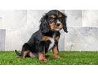 Cavalier King Charles Spaniel Puppy for sale in Fort Wayne, IN, USA