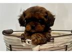 Cavapoo Puppy for sale in Springfield, MO, USA