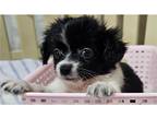 Chihuahua Puppy for sale in Joplin, MO, USA