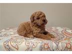 Mutt Puppy for sale in Findlay, OH, USA