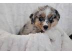 Mutt Puppy for sale in Salt Lake City, UT, USA