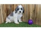 Cavapoo Puppy for sale in Springfield, MO, USA