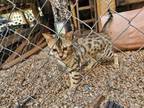 Majestic Summer Bengal Kitten