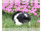 Zuchon PUPPY FOR SALE ADN-809424 - Teddy Bear Puppies