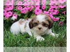 Zuchon PUPPY FOR SALE ADN-809430 - Teddy Bear Puppies