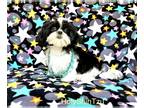 Shih Tzu PUPPY FOR SALE ADN-809502 - Lionel a Tiny Imperial black and white male