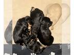 Schnauzer (Miniature) PUPPY FOR SALE ADN-809602 - Ezzie Mays litter