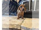 Dachshund PUPPY FOR SALE ADN-809605 - Dachshund puppies